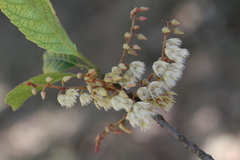 Elaeocarpus serratus